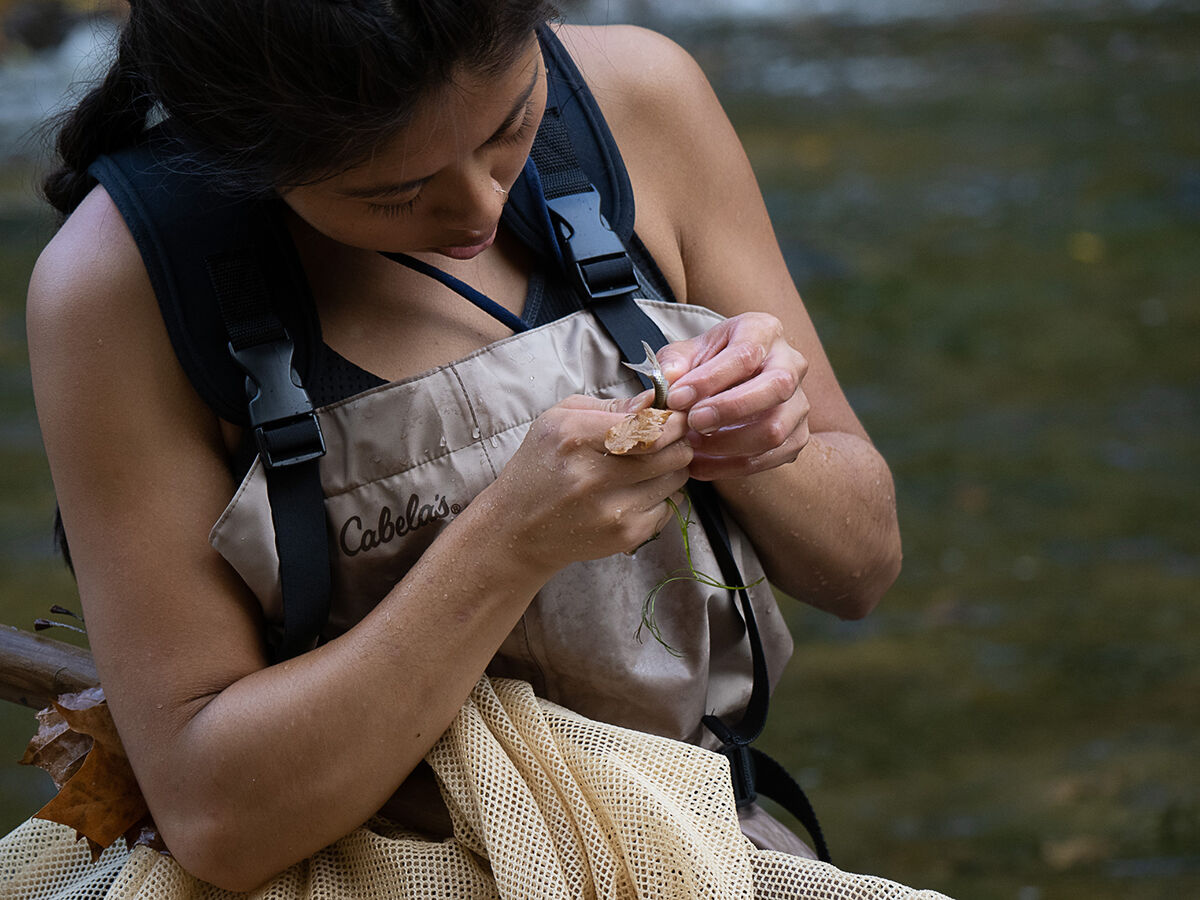 Examining fish during search for Maryland darter
